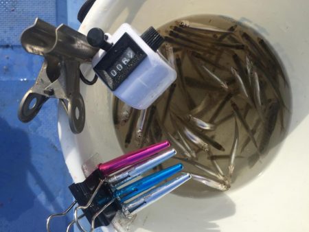 ワカサギ釣り大会